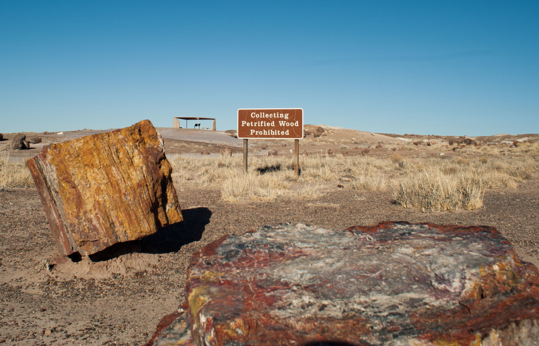 Petrified Forest National Park